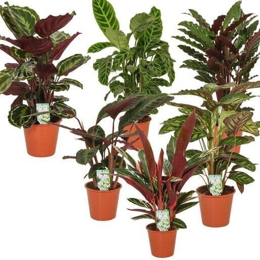 Calathea mix