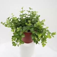 Peperomia Rotundifolia