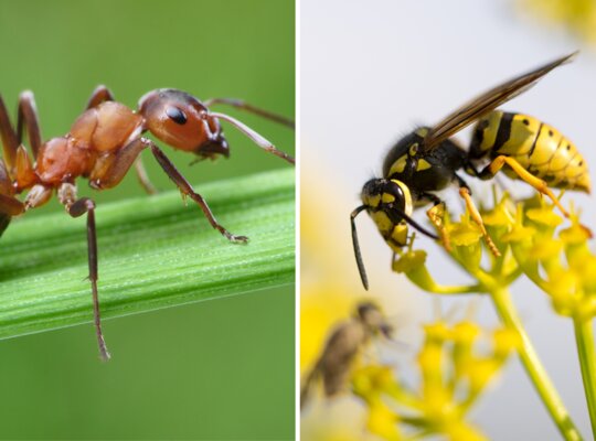 Mieren en wespen